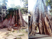 Деревья посреди храма Та Прохм