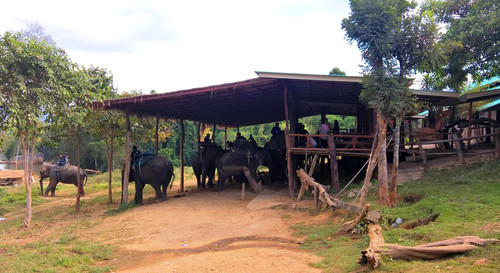 Деревня слонов в Таиланде