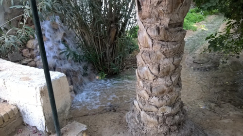 Утром в сад оазиса пустили воду