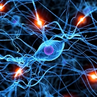 Нервные клетки ещё как восстанавливаются!