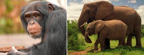 Рейтинг самых умных животных: шимпанзе и слоны