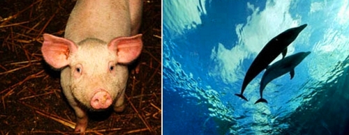 Рейтинг самых умных животных: свинья и дельфины