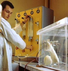 Лабораторные крысы, мыши