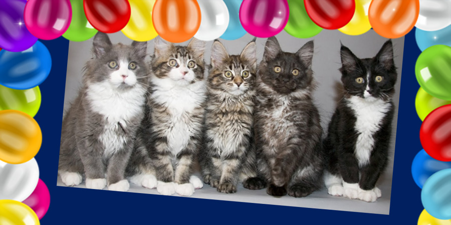 1 марта - День российских кошек