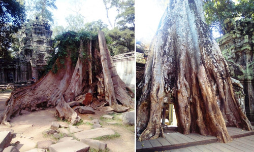 Деревья посреди храма Та Прохм