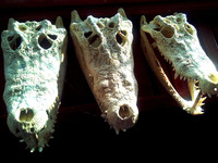 Черепа крокодилов