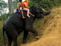 Слон-внедорожник