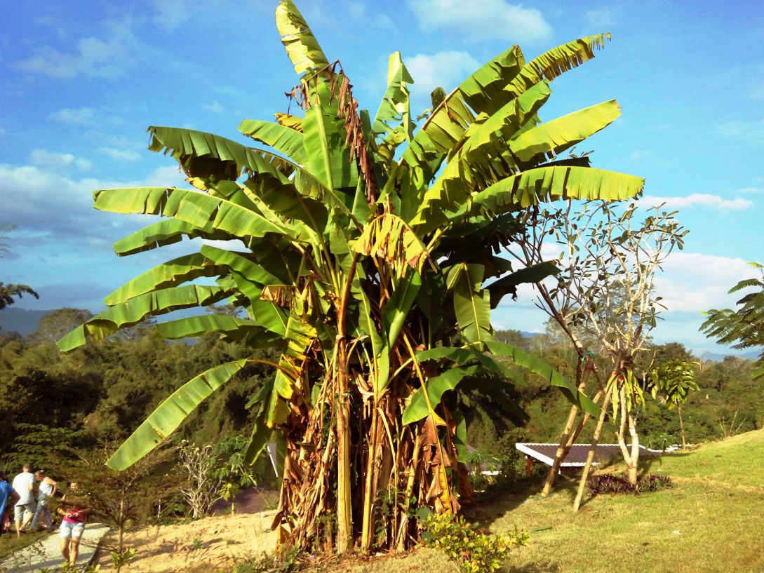 Бананы растут в россии. Банановая Пальма Южной Америки. Куст банановое дерево. Банановая Пальма куст. Банановое дерево Килиманджаро.