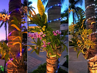 Орхидеи на пальмах в Амбассадор Сити