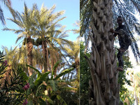 Как залезть на финиковую пальму. Тунис