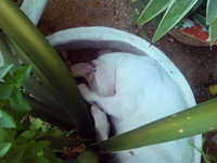Кошка прячет нос от жары. Хаммамет
