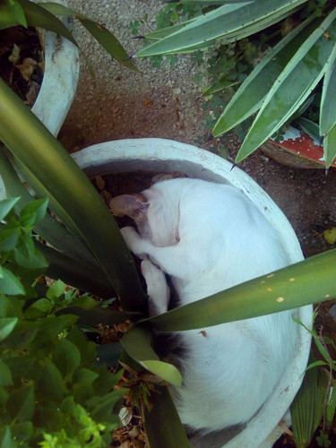 Кошка прячет нос от жары. Хаммамет