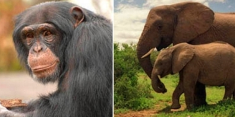 Рейтинг самых умных животных Рейтинг самых умных животных